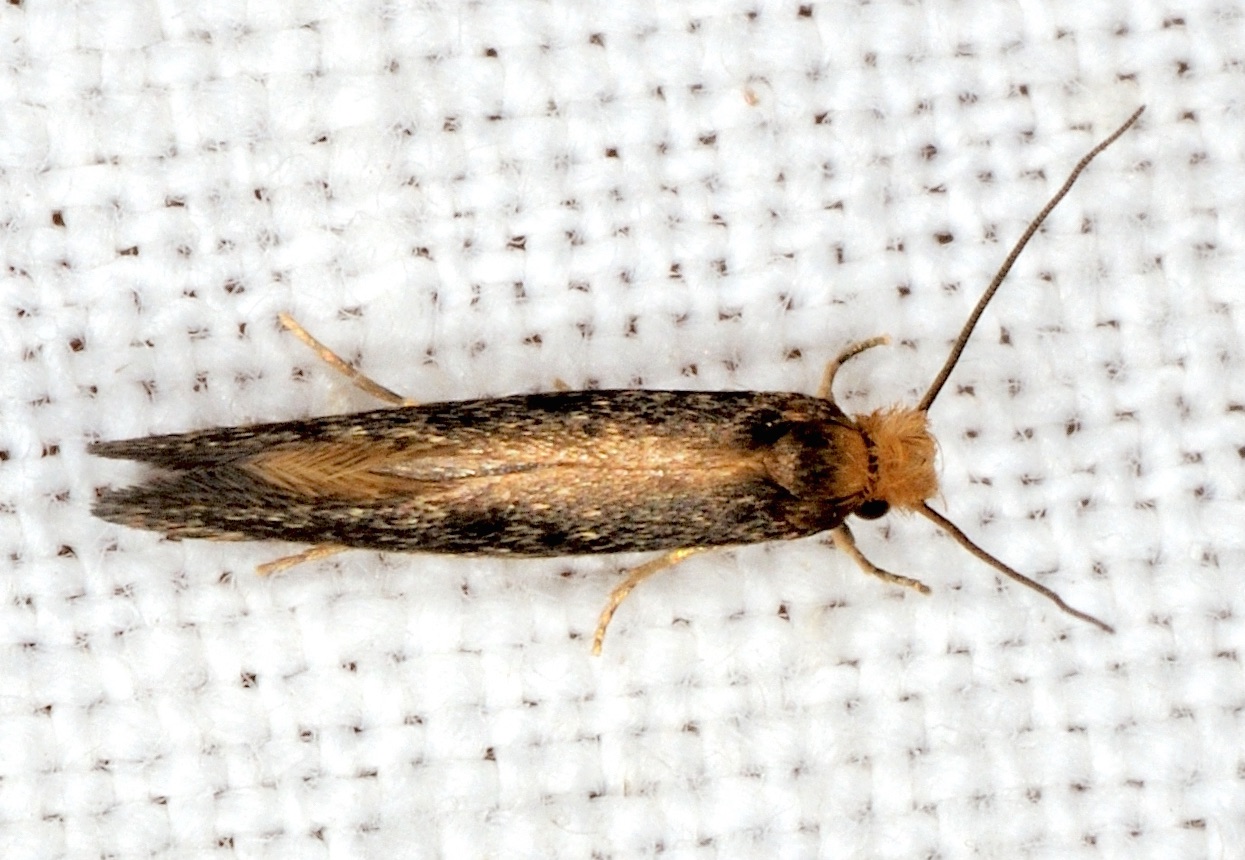 Tineidae: Monopis sp.?